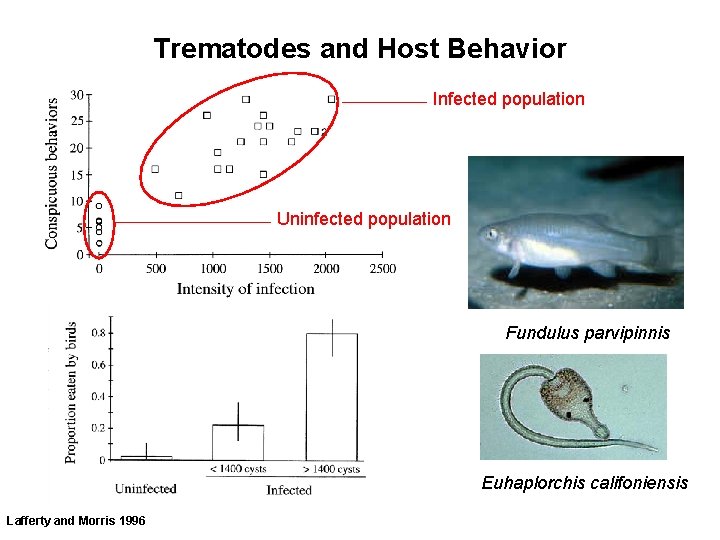 Trematodes and Host Behavior Infected population Uninfected population Fundulus parvipinnis Euhaplorchis califoniensis Lafferty and