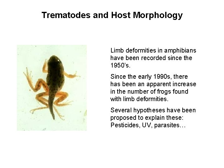 Trematodes and Host Morphology Limb deformities in amphibians have been recorded since the 1950’s.