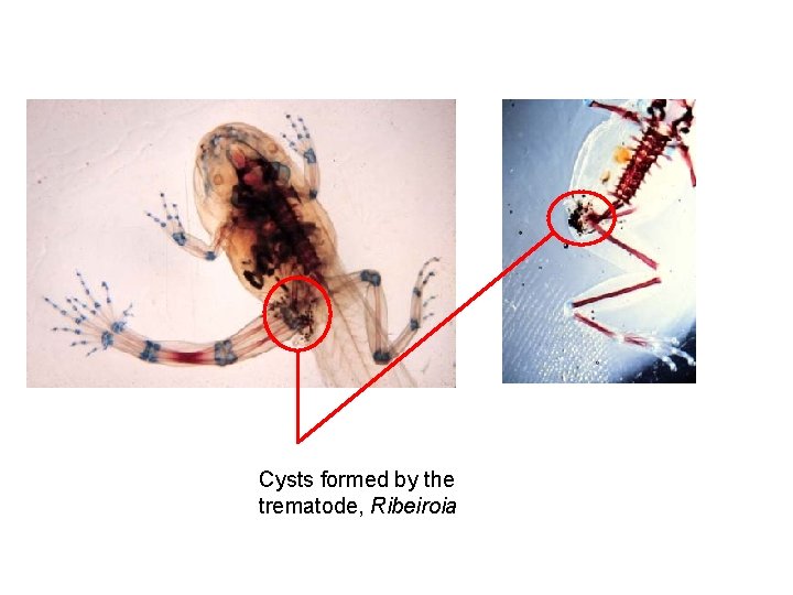 Cysts formed by the trematode, Ribeiroia 