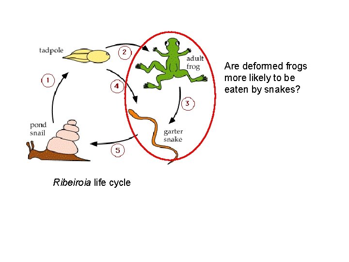 Are deformed frogs more likely to be eaten by snakes? Ribeiroia life cycle 