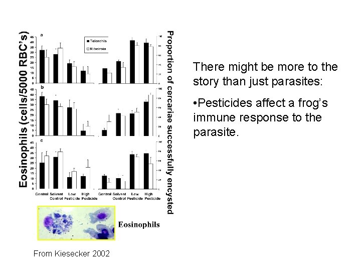 There might be more to the story than just parasites: • Pesticides affect a