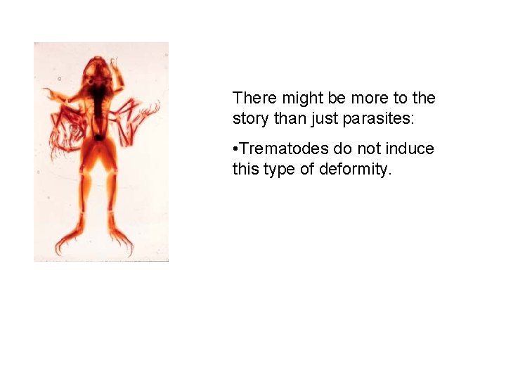 There might be more to the story than just parasites: • Trematodes do not