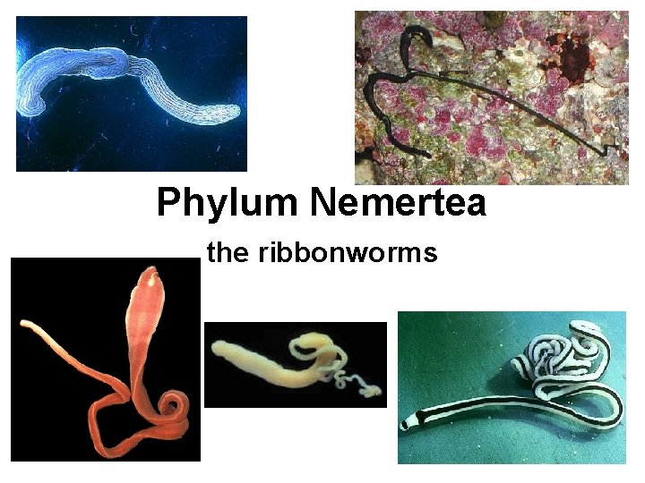 Phylum Nemertea the ribbonworms 