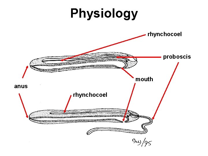 Physiology rhynchocoel proboscis mouth anus rhynchocoel 