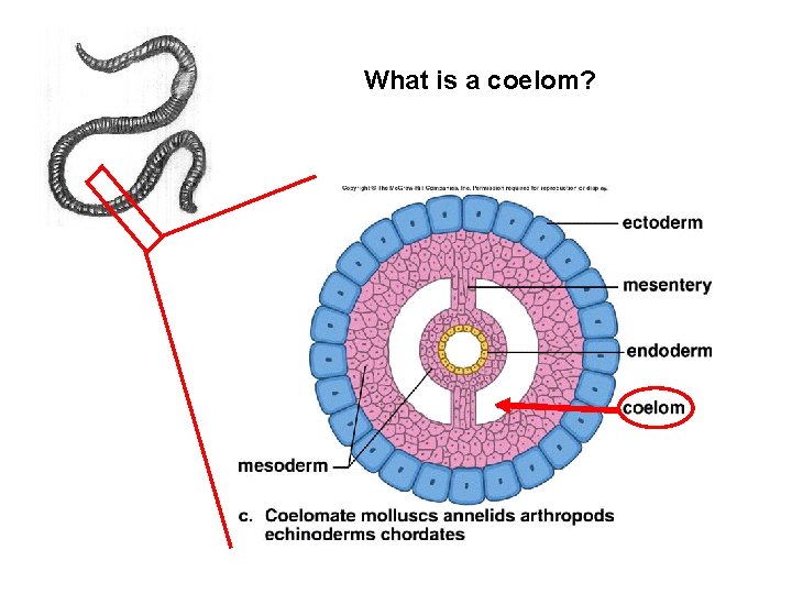 What is a coelom? 