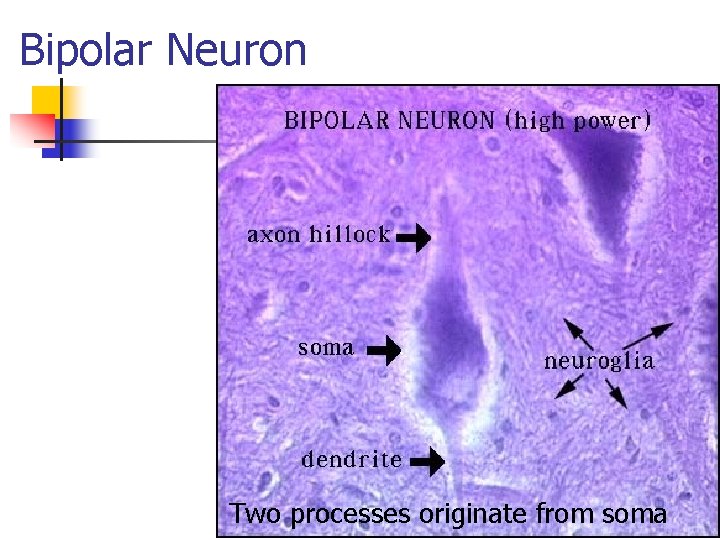Bipolar Neuron Two processes originate from soma 