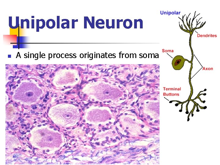 Unipolar Neuron n A single process originates from soma 