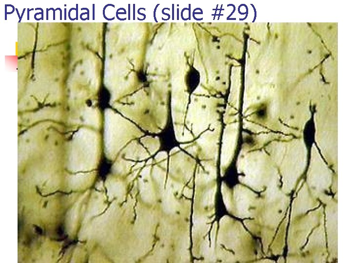 Pyramidal Cells (slide #29) 