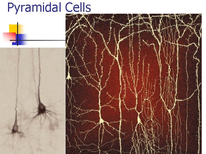 Pyramidal Cells 