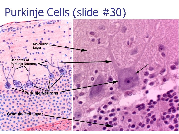 Purkinje Cells (slide #30) 