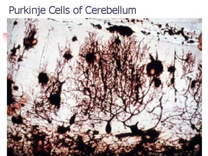 Purkinje Cells of Cerebellum 