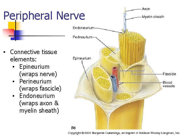 Peripheral Nerve • Connective tissue elements: • Epineurium (wraps nerve) • Perineurium (wraps fascicle)