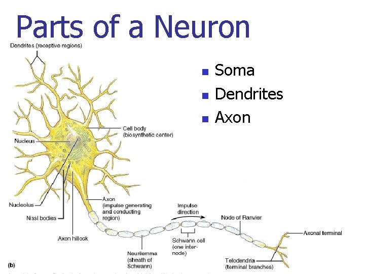 Parts of a Neuron n Soma Dendrites Axon 