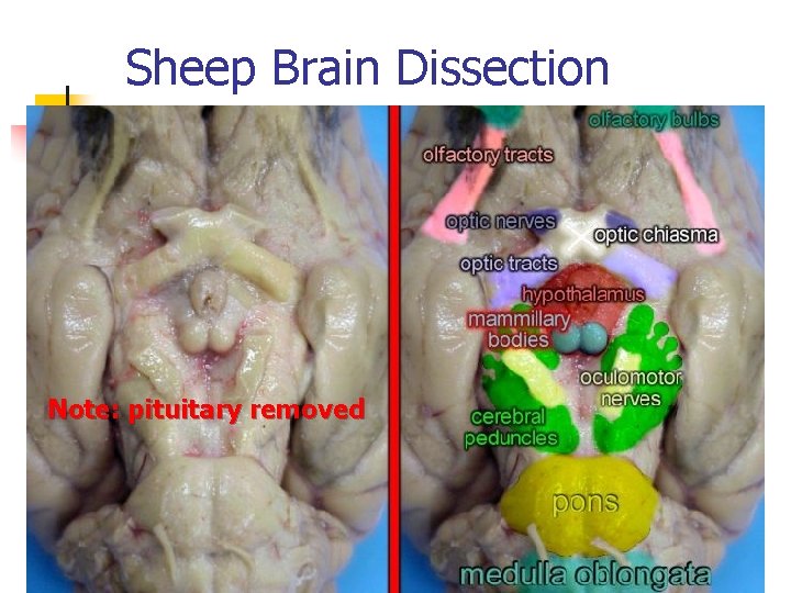 Sheep Brain Dissection Note: pituitary removed 