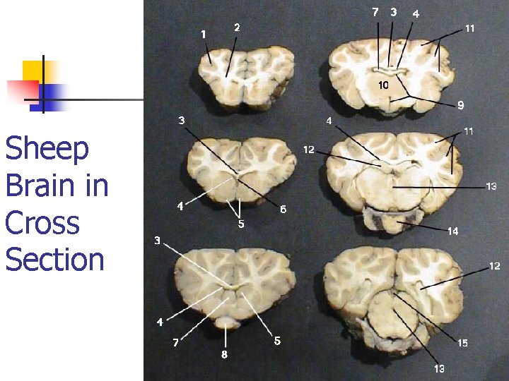 Sheep Brain in Cross Section 