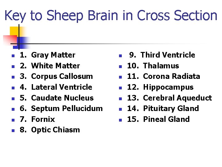Key to Sheep Brain in Cross Section n n n n 1. 2. 3.