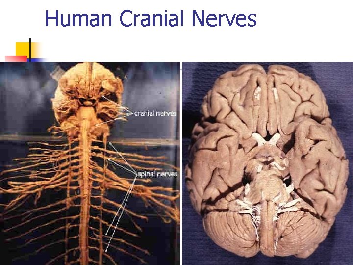 Human Cranial Nerves 