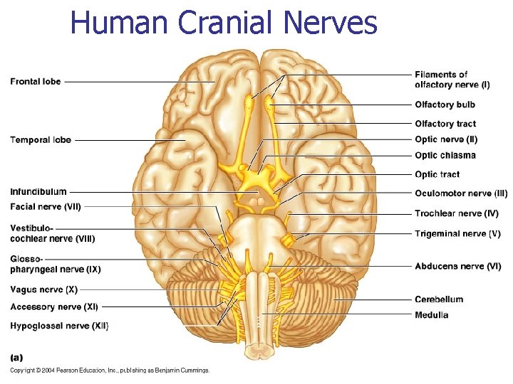 Human Cranial Nerves 
