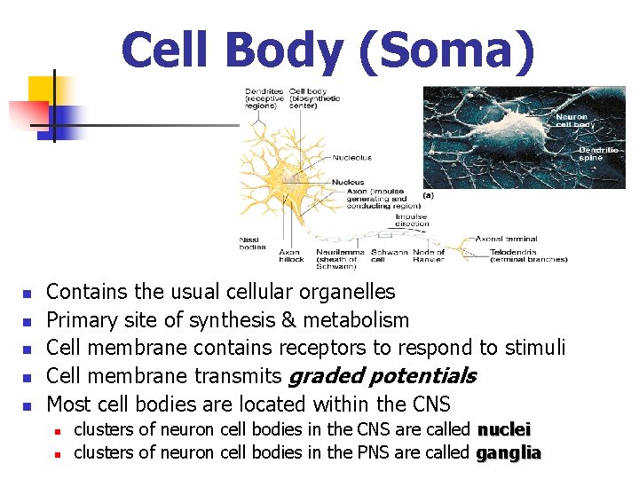 Cell Body (Soma) n n n Contains the usual cellular organelles Primary site of