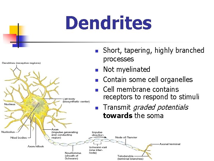 Dendrites n n n Short, tapering, highly branched processes Not myelinated Contain some cell