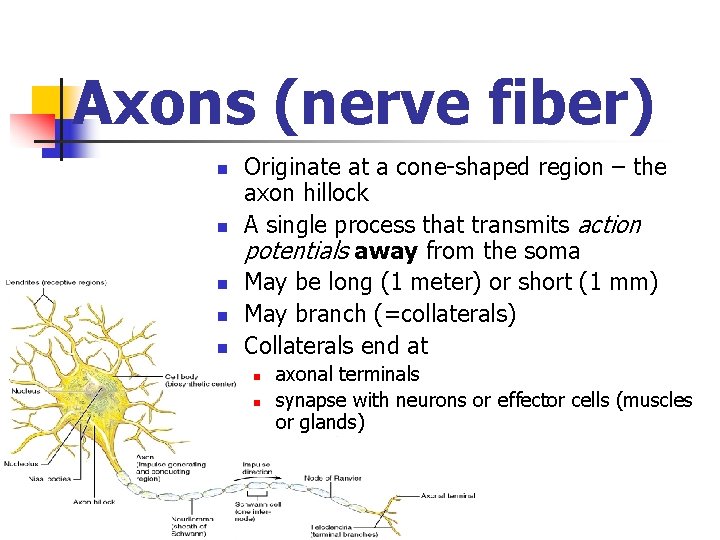 Axons (nerve fiber) n n n Originate at a cone-shaped region – the axon