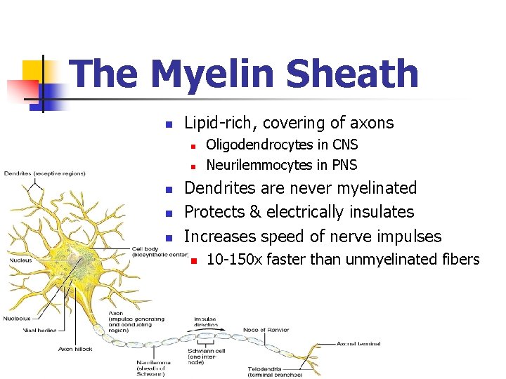 The Myelin Sheath n Lipid-rich, covering of axons n n n Oligodendrocytes in CNS