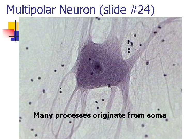Multipolar Neuron (slide #24) Many processes originate from soma 