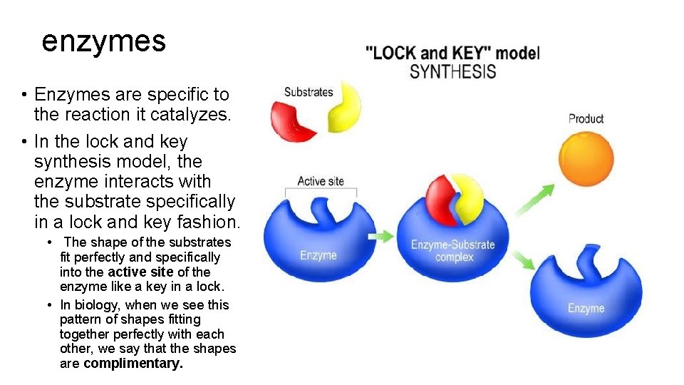 enzymes • Enzymes are specific to the reaction it catalyzes. • In the lock