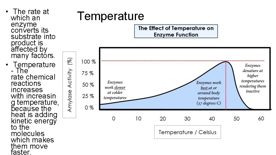  • The rate at which an enzyme converts its substrate into product is