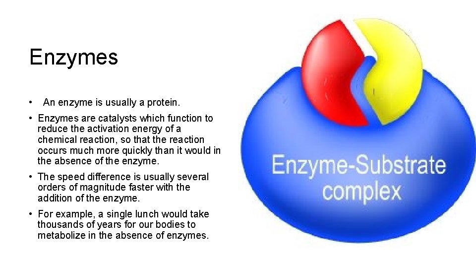 Enzymes • An enzyme is usually a protein. • Enzymes are catalysts which function