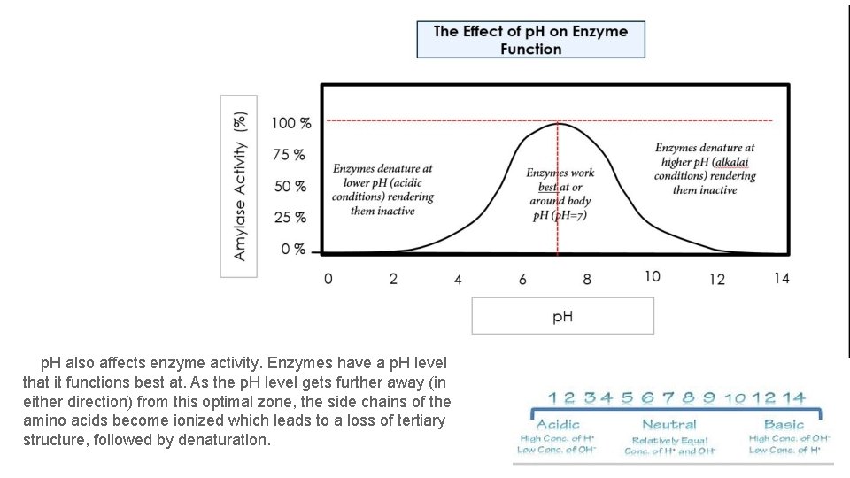  p. H also affects enzyme activity. Enzymes have a p. H level that