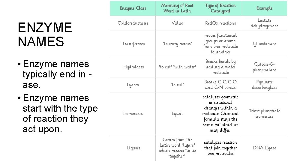 ENZYME NAMES • Enzyme names typically end in ase. • Enzyme names start with