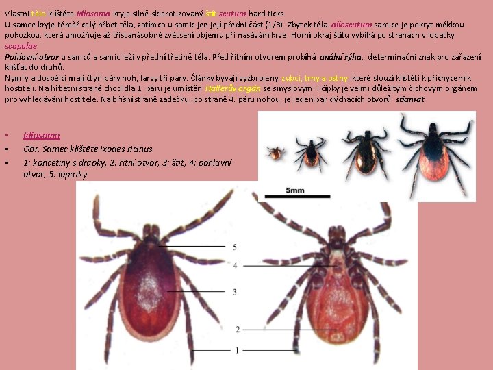 Vlastní tělo klíštěte Idiosoma kryje silně sklerotizovaný štít scutum-hard ticks. U samce kryje téměř