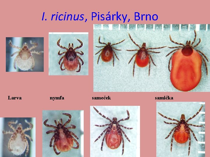 I. ricinus, Pisárky, Brno Larva nymfa sameček samička 