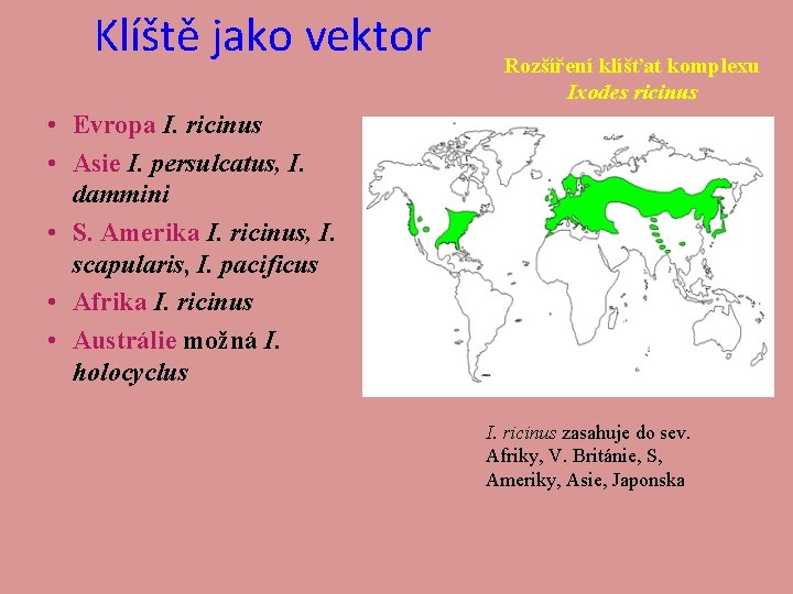 Klíště jako vektor Rozšíření klíšťat komplexu Ixodes ricinus • Evropa I. ricinus • Asie