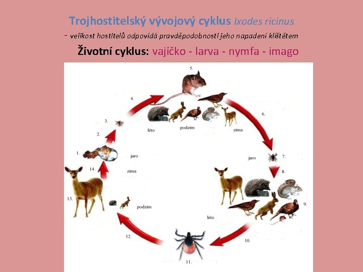 Trojhostitelský vývojový cyklus Ixodes ricinus - velikost hostitelů odpovídá pravděpodobnosti jeho napadení klíštětem Životní