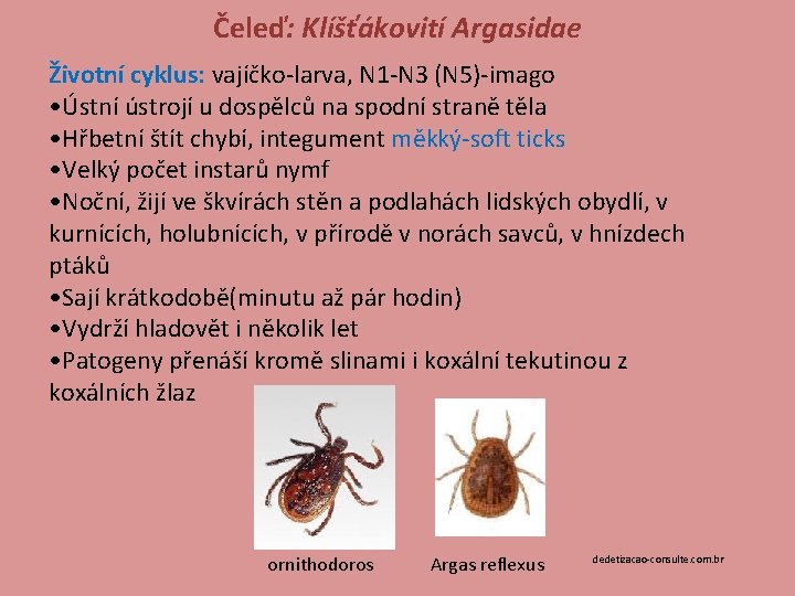 Čeleď: Klíšťákovití Argasidae Životní cyklus: vajíčko-larva, N 1 -N 3 (N 5)-imago • Ústní