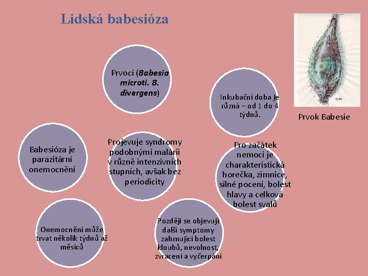 Lidská babesióza Prvoci (Babesia microti. B. divergens) Babesióza je parazitární onemocnění Projevuje syndromy podobnými