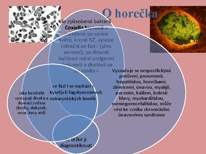 Q horečka Je způsobená bakterií Coxiella burnetii a rozšířená po celém světě, kroně NZ,