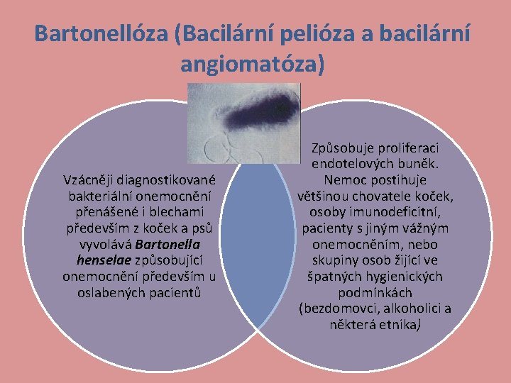 Bartonellóza (Bacilární pelióza a bacilární angiomatóza) Vzácněji diagnostikované bakteriální onemocnění přenášené i blechami především