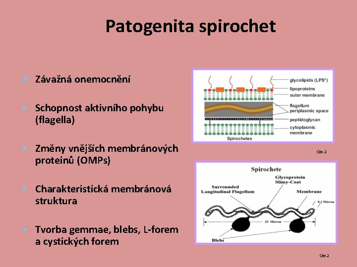 Patogenita spirochet Ø Závažná onemocnění • Schopnost aktivního pohybu (flagella) • Změny vnějších membránových