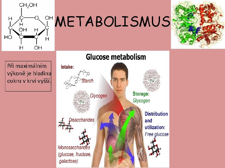 METABOLISMUS Při maximálním výkoně je hladina cukru v krvi vyšší. 