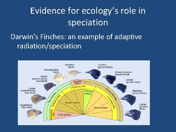 Evidence for ecology’s role in speciation Darwin’s Finches: an example of adaptive radiation/speciation 