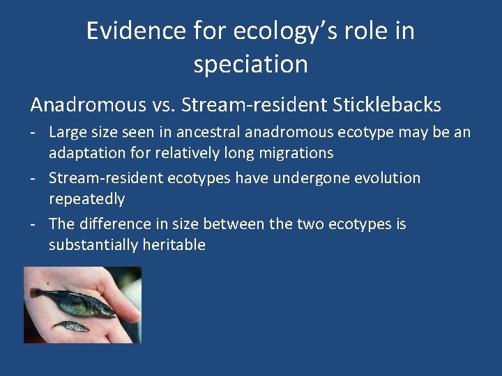 Evidence for ecology’s role in speciation Anadromous vs. Stream-resident Sticklebacks - Large size seen