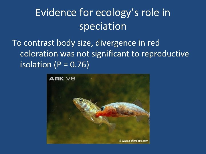 Evidence for ecology’s role in speciation To contrast body size, divergence in red coloration