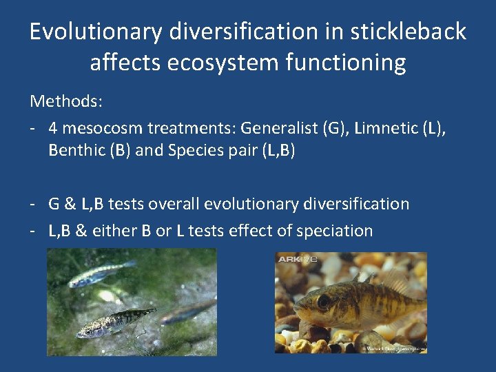 Evolutionary diversification in stickleback affects ecosystem functioning Methods: - 4 mesocosm treatments: Generalist (G),
