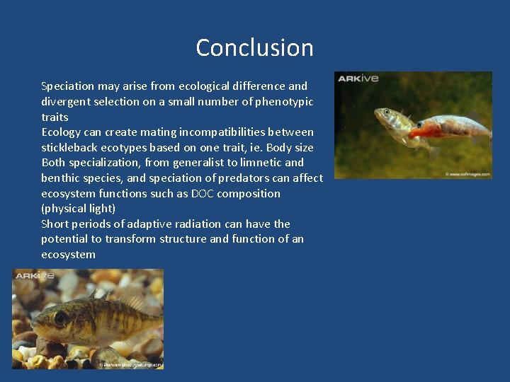 Conclusion Speciation may arise from ecological difference and divergent selection on a small number