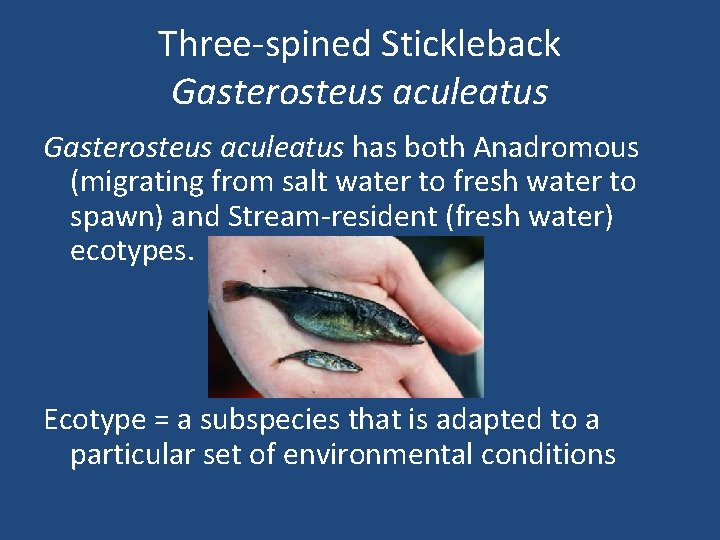 Three-spined Stickleback Gasterosteus aculeatus has both Anadromous (migrating from salt water to fresh water