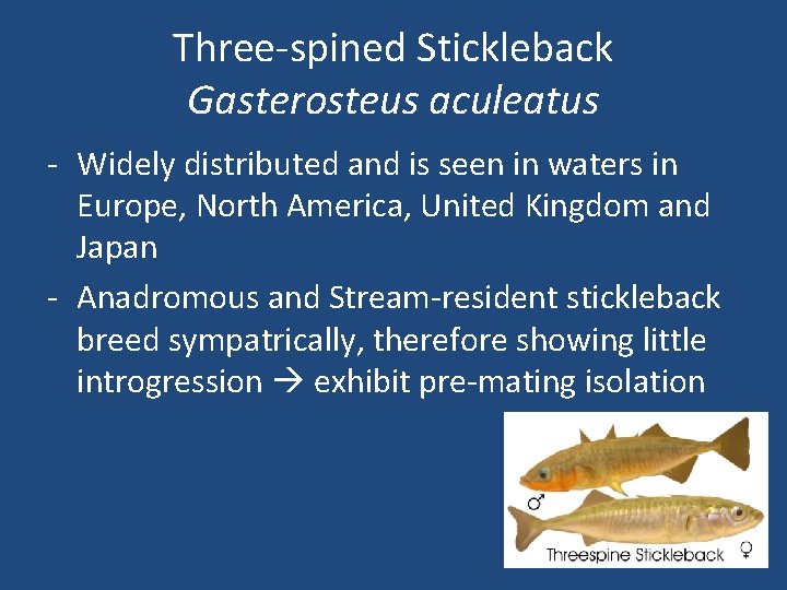 Three-spined Stickleback Gasterosteus aculeatus - Widely distributed and is seen in waters in Europe,