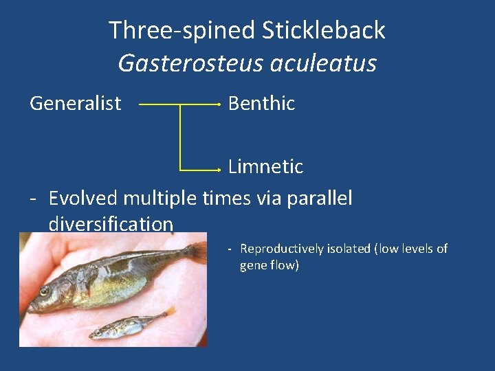 Three-spined Stickleback Gasterosteus aculeatus Generalist Benthic Limnetic - Evolved multiple times via parallel diversification